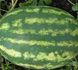 Мэдисон F1 - семена арбуза, 1000 шт, Clause 43714 фото 2