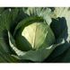 Глорія Стар F1 - насіння капусти білокачанної, 2500 шт, Syngenta 67559 фото 2