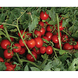 8504 F1 - насіння томата, 500 шт, Lark Seeds 03305 фото 3