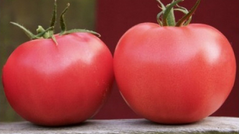 Фенда F1 - насіння томата, 1000 шт, Clause 29346 фото