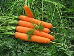 Сатурно F1 - семена моркови, 25 000 шт (1.6-2.0), Clause 13966 фото