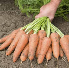 Карини - семена моркови, 50 г, Bejo 61867 фото