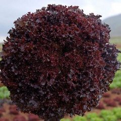Бахус - насіння салату, 1000 шт (драже), Hazera 57521 фото