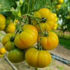 Еллоу Кой F1 - семена томата, Yuksel seeds описание, фото, отзывы