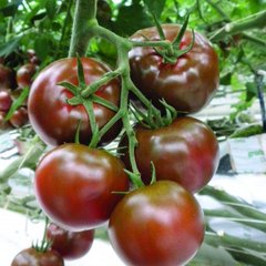 Біг Сашер F1 - насіння томата, 100 шт, Yuksel seeds 16675 фото