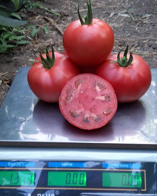Сім Сім F1 - насіння томата, Libra Seeds опис, фото, відгуки