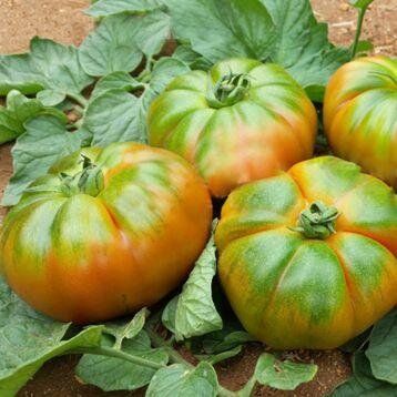 Єллоу Кой F1 - насіння томата, 100 шт, Yuksel seeds 16683 фото
