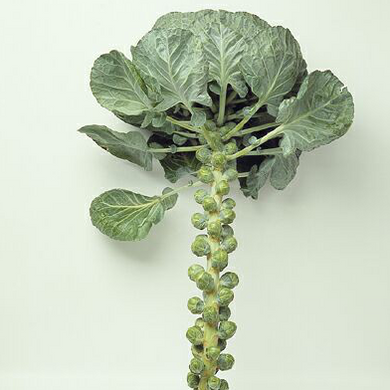 Бриллиант F1 - семена капусты брюссельской, 2500 шт, Hazera 52416 фото