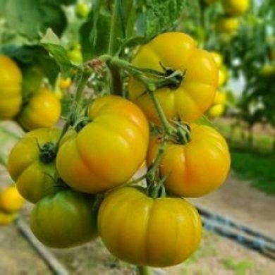 Єллоу Кой F1 - насіння томата, 100 шт, Yuksel seeds 16683 фото
