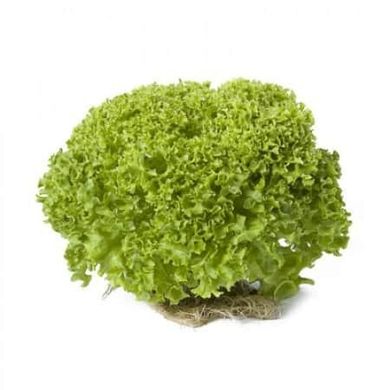 Лугано - насіння салату, 1000 шт (драже), Rijk Zwaan 49549 фото