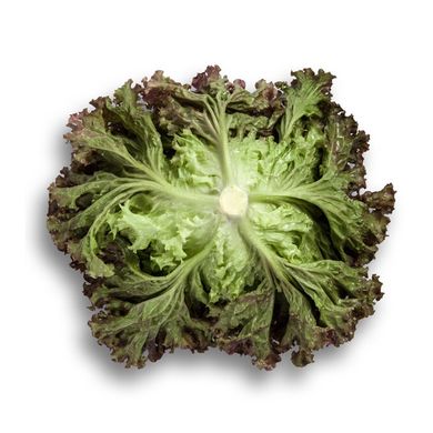 Вілбур - насіння салату, 5000 шт (драже), Rijk Zwaan 34182 фото