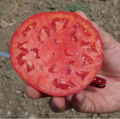Хайд F1 - насіння томата, 500 шт, Kitano 62040 фото