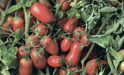 Умекс F1 - насіння томата, 2500 шт, Syngenta 78501 фото
