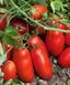 Умекс F1 - насіння томата, 2500 шт, Syngenta 78501 фото 1