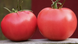 Фенда F1 - насіння томата, 1000 шт, Clause 29346 фото 1