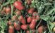 Умекс F1 - насіння томата, 2500 шт, Syngenta 78501 фото 3