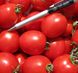 Боцман F1 - насіння томата, 1000 шт, Lark Seeds 891303312 фото 1
