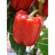 Даймос F1 - насіння солодкого перцю, 1000 шт, Esasem 75656 фото 2