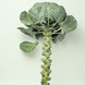 Брілліант F1 - насіння капусти брюссельської, 2500 шт, Hazera 52416 фото 2