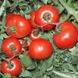 Хайд F1 - насіння томата, 500 шт, Kitano 62040 фото 3