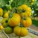 Єллоу Кой F1 - насіння томата, 100 шт, Yuksel seeds 16683 фото 1