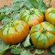 Єллоу Кой F1 - насіння томата, 100 шт, Yuksel seeds 16683 фото 2