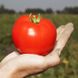 Хайд F1 - насіння томата, 500 шт, Kitano 62040 фото 1