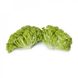 Лугано - насіння салату, 1000 шт (драже), Rijk Zwaan 49549 фото 2