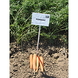 Романс F1 - насіння моркви, 100 000 шт (1.8 - 2.0), Nunhems 01509 фото 3