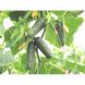 Сідней F1 - насіння огірка, 100 шт, Agri Saaten 1075126689 фото 3