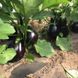 Рафаела F1 - насіння баклажану, 1000 шт, Clause 90109 фото 5