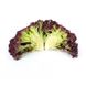Вілбур - насіння салату, 5000 шт (драже), Rijk Zwaan 34182 фото 2