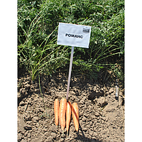 Романс F1 - насіння моркви, 100 000 шт (2.0 - 2.2), Nunhems 03267 фото