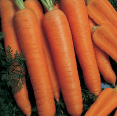 Наполі F1 - насіння моркви, 25 000 шт (1.8-2.0), Bejo 61837 фото