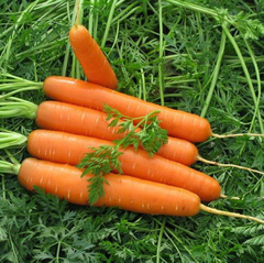 Карини - семена моркови, 500 г, Bejo 61868 фото
