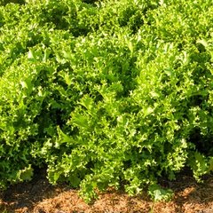 Мірна - насіння салату, 1000 шт, Enza Zaden 85300 фото