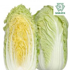 Річі F1 - насіння пекінської капусти, Sakata опис, фото, відгуки