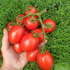 Квікфаєр F1 - насіння томата, 25 000 шт, Esasem 52098 фото
