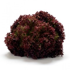 Матадор - насіння салату, 5 г, Hazera 77700 фото