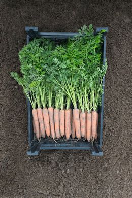 Наполи F1 - семена моркови, 25 000 шт (1.8-2.0), Bejo 61837 фото