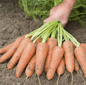 Каріні - насіння моркви, 500 г, Bejo 61868 фото