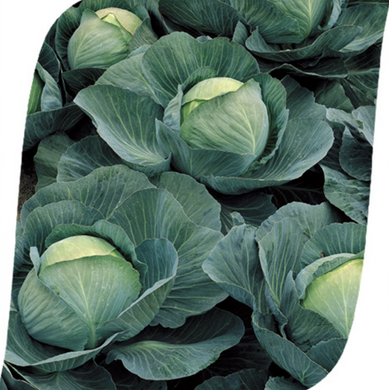 Атрия F1 - семена капусты белокочанной, 2500 шт, Seminis 65306 фото