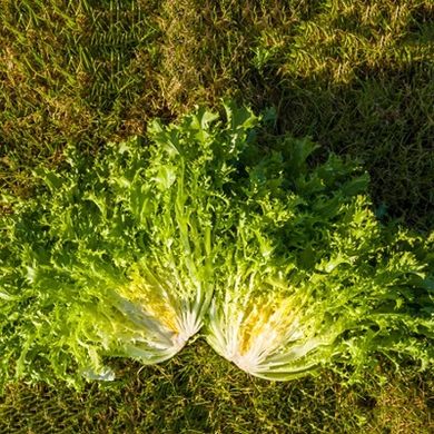 Мірна - насіння салату, 5000 шт, Enza Zaden 85410 фото