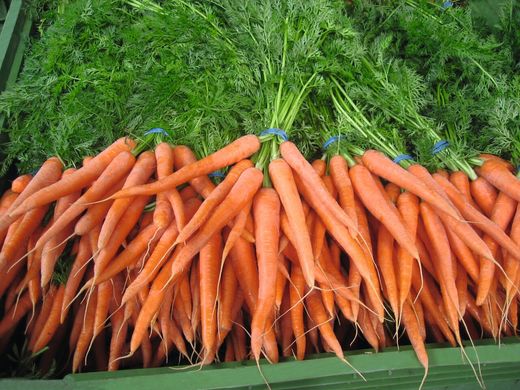 Наполи F1 - семена моркови, 25 000 шт (1.8-2.0), Bejo 61837 фото