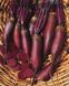 Семена свеклы Атаман, 2 г, СЦ Традиция 1105679384 фото 3