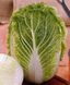 Річі F1 - насіння пекінської капусти, 1000 шт, Sakata 14036 фото 2