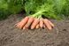 Каріні - насіння моркви, 500 г, Bejo 61868 фото 3