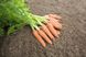 Каріні - насіння моркви, 500 г, Bejo 61868 фото 4