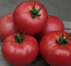 Кібо F1 - насіння томата, 1000 шт, Kitano 50354 фото 1