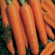Наполі F1 - насіння моркви, 25 000 шт (1.8-2.0), Bejo 61837 фото 1
